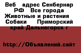 Веб – адрес Сенбернар.РФ - Все города Животные и растения » Собаки   . Приморский край,Дальнегорск г.